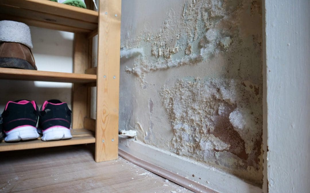 How to Prevent Closet Mold and Mildew: A Guide for Homeowners